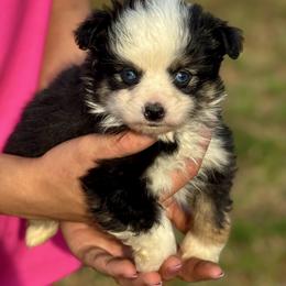 Betty - Black tri female Toy Australian Shepherd puppy in Troy, South Carolina from Stockman Farms