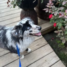 Danny - Miniature Australian Shepherd