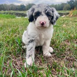 Girl 2 - Blue merle and white female Sheepadoodle puppy in Sulphur Bluff, Texas from V6 Ranch Dogs