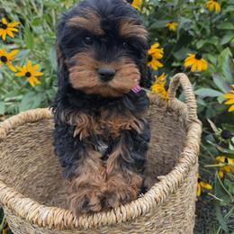 Cavapoo Puppies from Driftwood Acres