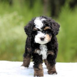 Bluebell - Tri-color male Bernedoodle puppy in Choudrant, Louisiana from Boxwood Doodles