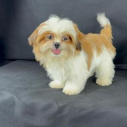 Golden button. - Red and white male Shih Tzu puppy in Hialeah, Florida from Jolie glz
