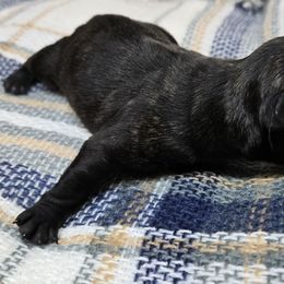Puppy 3 - Brindle male Scottish Terrier puppy in San Tan Valley, Arizona from For the love of Scotties