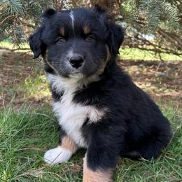 Orange Collar Boy - Black tri-color male Australian Shepherd puppy in Van Wert, Ohio from Northwest Ohio Aussies