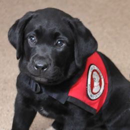 Golden Retrievers and Labrador Retrievers from Can Do Canines Assistance Dogs