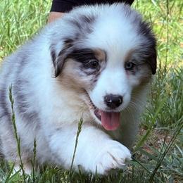 Paddy - Blue merle male Australian Shepherd puppy in Celina, Tennessee from CumberlandRidge Australian Shepherds