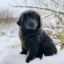 Newfoundland Puppies from Dyer Lake Newfoundland’s