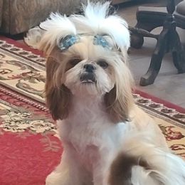 Shih Tzus from Linda Denman