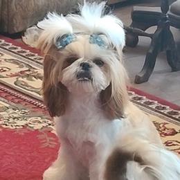 Shih Tzus from Linda Denman