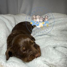 Hazel - Chocolate and tan female Dachshund puppy in Cave City, Kentucky from Mammoth Cave Dachshunds