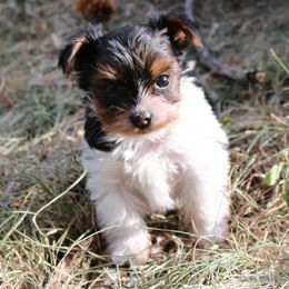Yorkshire Terriers from Yampa Valley Yorkies