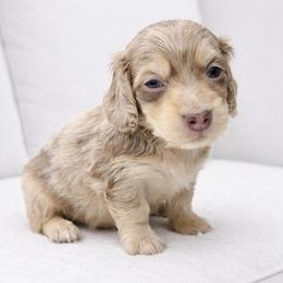 Max ( Chocolate and cream dapple) (No breeding homes allowed) - Dapple male Dachshund puppy in Fayetteville, North Carolina from RRD