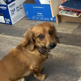 Sir Winston - Dachshund