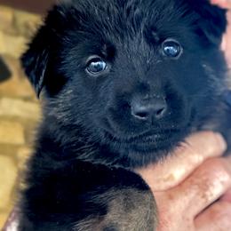 Orange Girl - Black and red female German Shepherd puppy in Rolesville, North Carolina from Ransomshire Shepherds