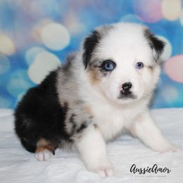 Miniature Australian Shepherd Puppies from Aussie Amor