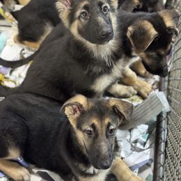 Girl 1 - Black and tan German Shepherd puppy in Columbia, Maryland from Baskerville Shepherds
