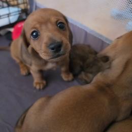 Solo - Red female Dachshund puppy in Farmington, Missouri from Southeast mo Miniature dachshunds