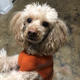 Poodles from Springtown Poodles