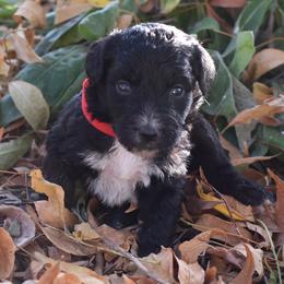 Red Collar Male - Black and white male Aussiedoodle puppy in Parma, Idaho from Arena Valley Acres