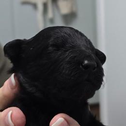 Lula - Black and white female Aussiedoodle puppy in Windom, Texas from Wild Farm Puppies