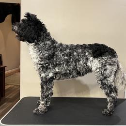 Roxy - Portuguese Water Dog