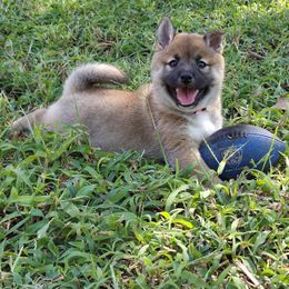Kaida - Red female Shiba Inu puppy in Stanley, North Carolina from Yoru's Dojo Legacy