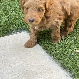 Aussiedoodle and Miniature Australian Shepherd Puppies from Dazy Mayze Mini Aussies and Aussiedoodles