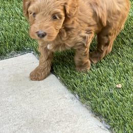 Aussiedoodle and Miniature Australian Shepherd Puppies from Dazy Mayze Mini Aussies and Aussiedoodles