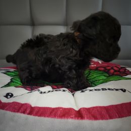 Poodle Puppies from Fabi Poodle