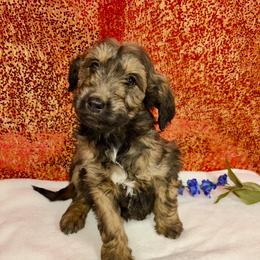 Jake - Brown merle male Aussiedoodle puppy in Marshall, Arkansas from Buffalo River Puppies