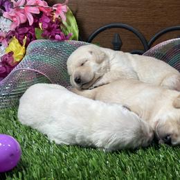 Labrador Retriever Puppies from Luvable AZ Labs