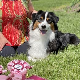 Gemma - Australian Shepherd