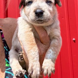 One - Red mottled Australian Cattle Dog puppy in Morton, Mississippi from Heart K Kennels
