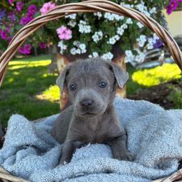 Decker - Silver male Dilute Retriever puppy in Puyallup, Washington from 12 Door Farm Labradors