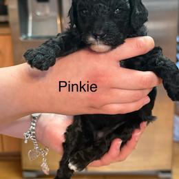 Pinkie - Parti female Poodle puppy in Virginia Beach, Virginia from Piva’s Prestige Miniature Poodles