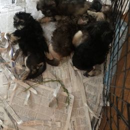 Lowchen Puppies from Ashford Kennel
