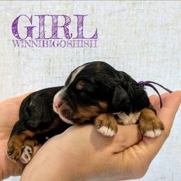 Winnibigoshish - Tri-color female Bernedoodle puppy in Cambridge, Minnesota from Country Meadow Doodles