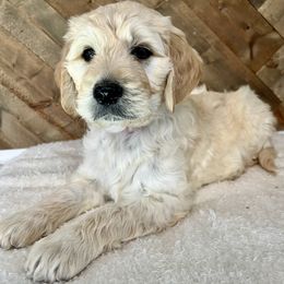 Easton - Cream male Goldendoodle puppy in Millersburg, Ohio from Ohio Puppy Paws