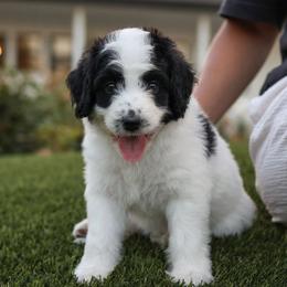 Caroline - Black and white female Bernedoodle puppy in Yuba City, California from Ranch House Doodles