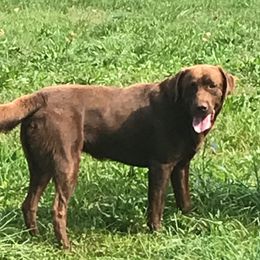 Dusty - Labrador Retriever