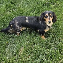 Roy - Dachshund