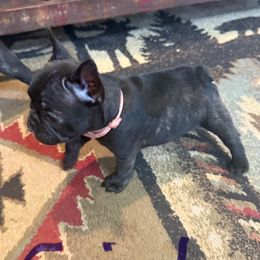 Pink Collar - Brindle female French Bulldog puppy in Livingston, Texas from Drake Home Frenchies