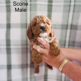 Scone - Red male Cavapoo puppy in Statesville, North Carolina from Circle T Ranch K9s