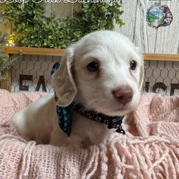 Hammy - Piebald male Dachshund puppy in Fayetteville, West Virginia from Loop Creek Dachshunds