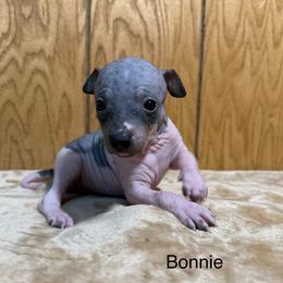 Bonnie - White and black female American Hairless Terrier puppy in Buckingham, Illinois from Gaus Hof