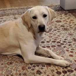 Pink - Labrador Retriever