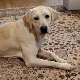 Pink - Labrador Retriever