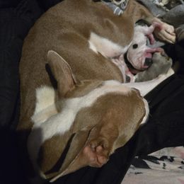 Boston Terrier puppies from Campos Farms