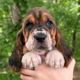 Female 4 - Black brown and white female Basset Hound puppy in Red Bay, Alabama from Maple Street Bassets