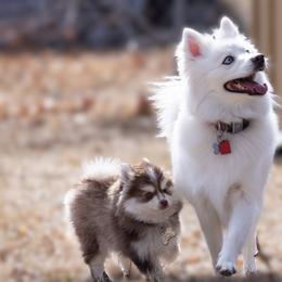 Pomskies from Blue Sky Heaven Pomskies